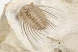 Spiny Trilobite (Kettneraspis) - Black Cat Mountain, Oklahoma #209149-5